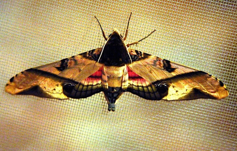 mango moth copy
